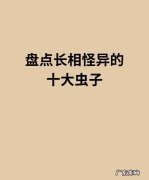 蜂鸟蛾有毒,长相怪异的昆虫