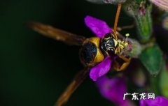 d7000怎么拍微距,尼康d7000怎么恢复出厂设置方法