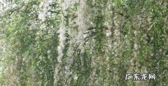 空中飘着飞絮是什么东西,这几天北京空中漂浮的白色絮状物到底是什么