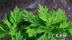 艾叶有驱蚊虫的功效,艾草有驱蚊的效果