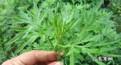 艾叶内服功效与作用,艾叶的功效与作用
