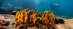 海绵的特点 灰超海绵的特点