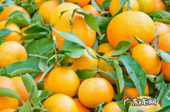 南丰蜜桔和沙糖桔的区别,南丰桔和沙糖桔哪个好吃
