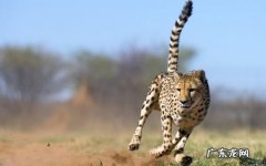 猎豹最快时速多少公里,猎豹的速度大约多少千米每小时