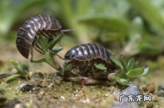卧室有黑色硬壳小虫源头在哪,家里有黑色硬壳虫从哪里来的