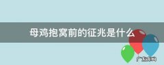 母鸡抱窝前的征兆是什么 母鸡抱窝成功前兆