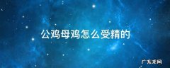 公鸡和母鸡是如何受精 公鸡母鸡怎么受精的