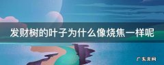 发财树的叶子为什么像烧焦一样呢怎么回事 发财树的叶子为什么像烧焦一样呢