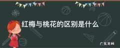 红梅与桃花的区别是什么 红梅是桃花吗