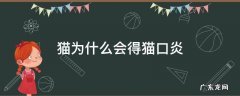 导致猫口炎的原因 猫为什么会得猫口炎