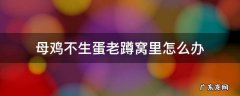 母鸡不生蛋老蹲窝里怎么办 老母鸡不生蛋为啥天天趴在窝里