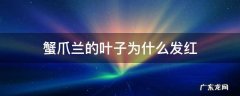 为什么蟹爪兰的叶子会变红 蟹爪兰的叶子为什么发红