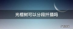 光棍树可以扦插吗? 光棍树可以分段扦插吗