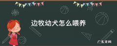边牧幼犬怎么喂养 边牧犬如何喂养