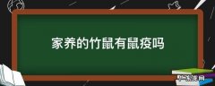 家养的竹鼠有鼠疫吗 竹鼠有没有鼠疫
