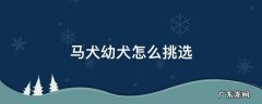 马犬的挑选方法 马犬幼犬怎么挑选
