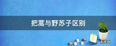 把蒿与野苏子区别 把蒿和苏子的区别