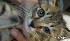 是上火 猫眼屎突然增多是上火了吗