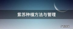 紫苏种植方法与管理 紫苏种植时间和方法