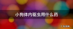狗狗体内驱虫药驱什么虫 小狗体内驱虫用什么药